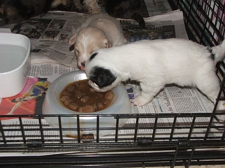 Whitie___Timber_Eating_10_6_06.jpg