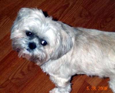 Paddy Paws