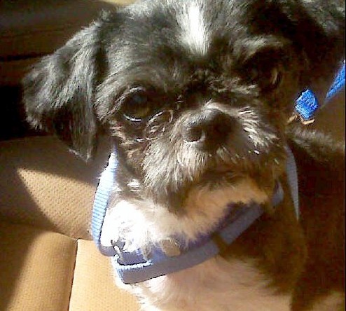 Furby Barker Furby Barker